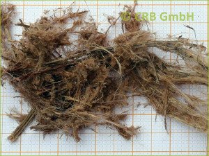 Makroskopische Aufnahme Amosit | © CRB Analyse Service GmbH