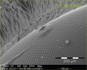 Facet eye of a badly shaved bee