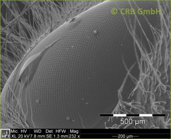 Facet eye of a badly shaved bee