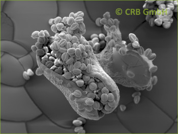 Broken seed capsule of Euphorbia leuconeura